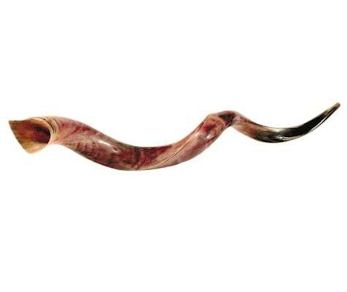 Jumbo Yemenite Shofar 39"- 42"