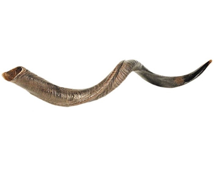 Shofar-Yemenite-Large (36"-39")
