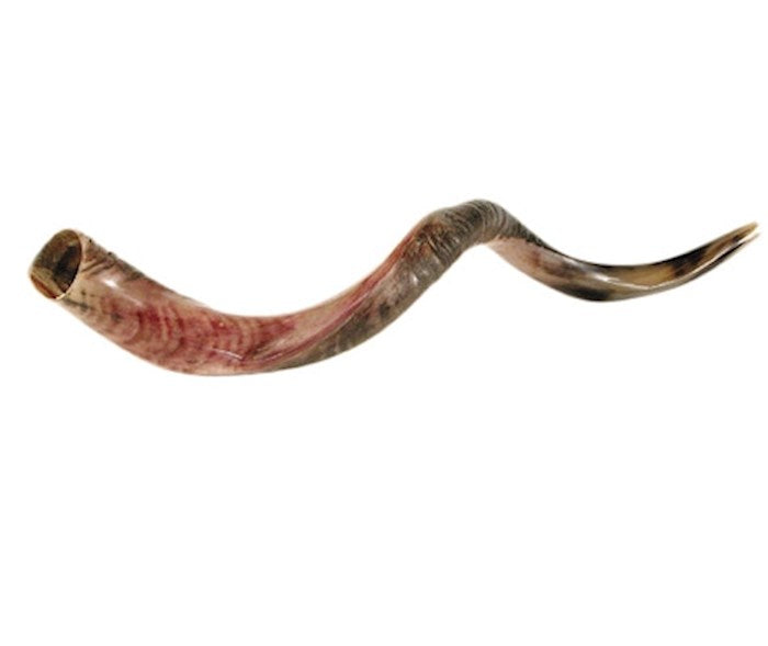 Medium Yemenite Shofar 32"- 35"