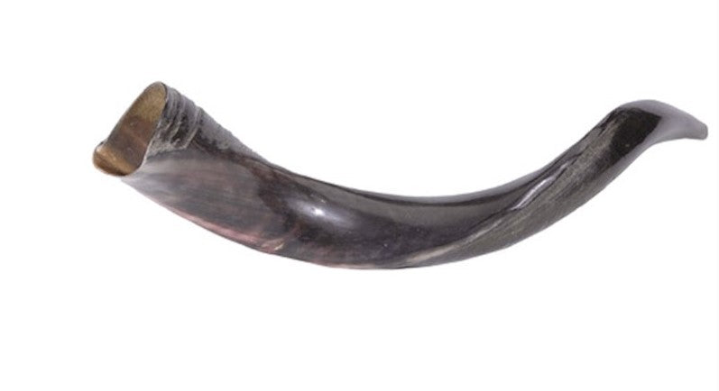 Shofar-Yemenite-Mini (20"-22")