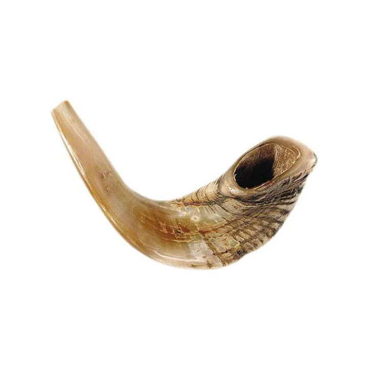 Shofar-Ram Horn (15"-17")