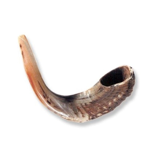 Shofar-Ram Horn (12"-13")
