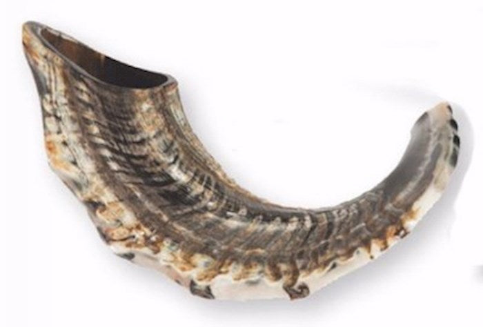 Shofar-Ram Horn Natural Curve (15"-17")