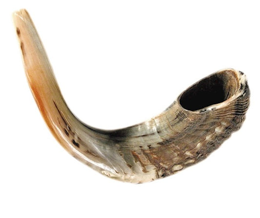 Shofar-Ram Horn (18"-19")