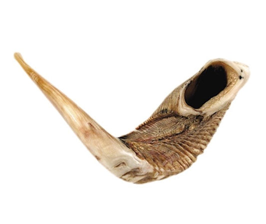 Ram's Horn Shofar 21"- 23"