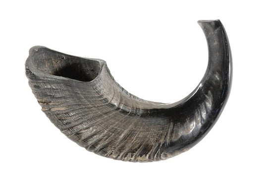 Natural Curve Ram's Horn Shofar 13"-14"