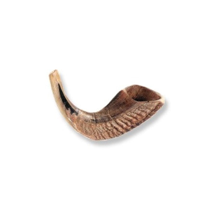 Ram's Horn Shofar 8"- 10"