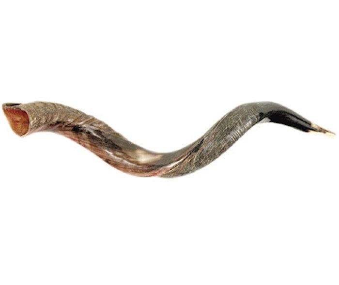 Small Yemenite Shofar 26"- 31"