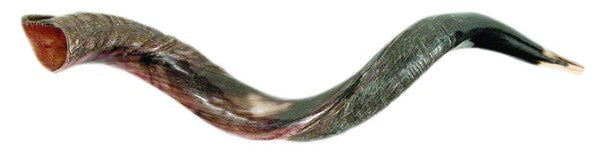 Small Yemenite Shofar 26"- 31"